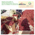 Jq Dried & Red Yidu Chili (2012 new crop)